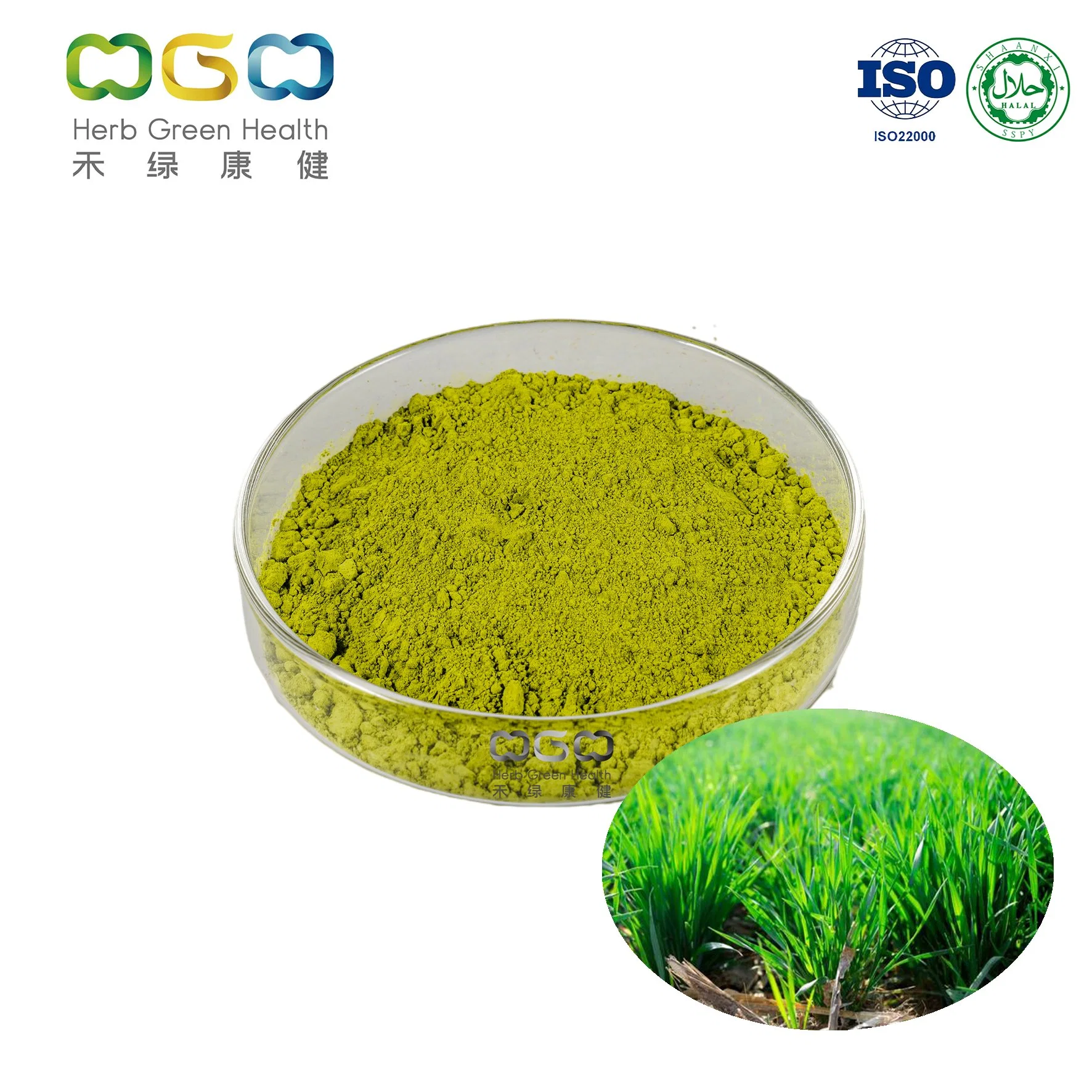 Wholesale/Supplier Herbal Natural Vitamin-Rich Wheatgrass Powder