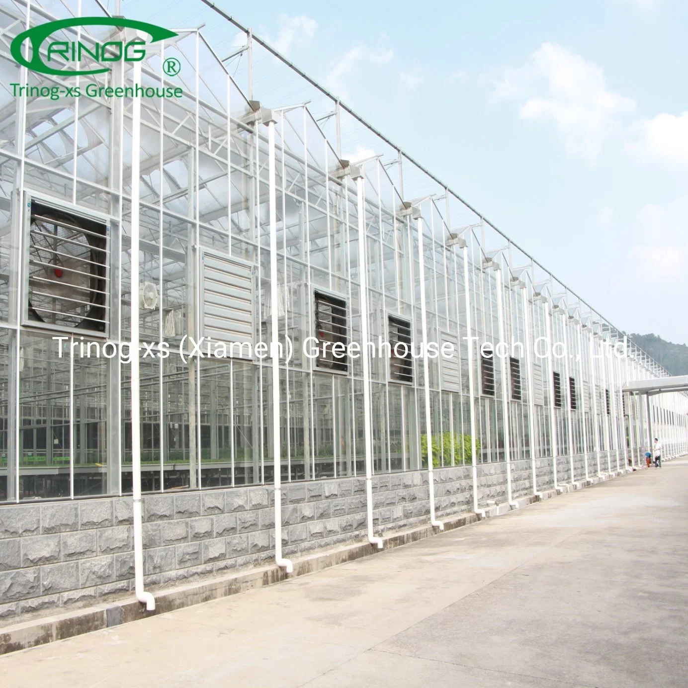 Commercial farm turnkey project glass green house for cherry tomato