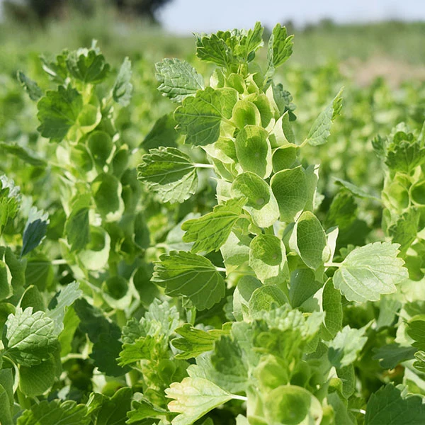 Touchhealthy Supply Moluccella Laevis Seeds