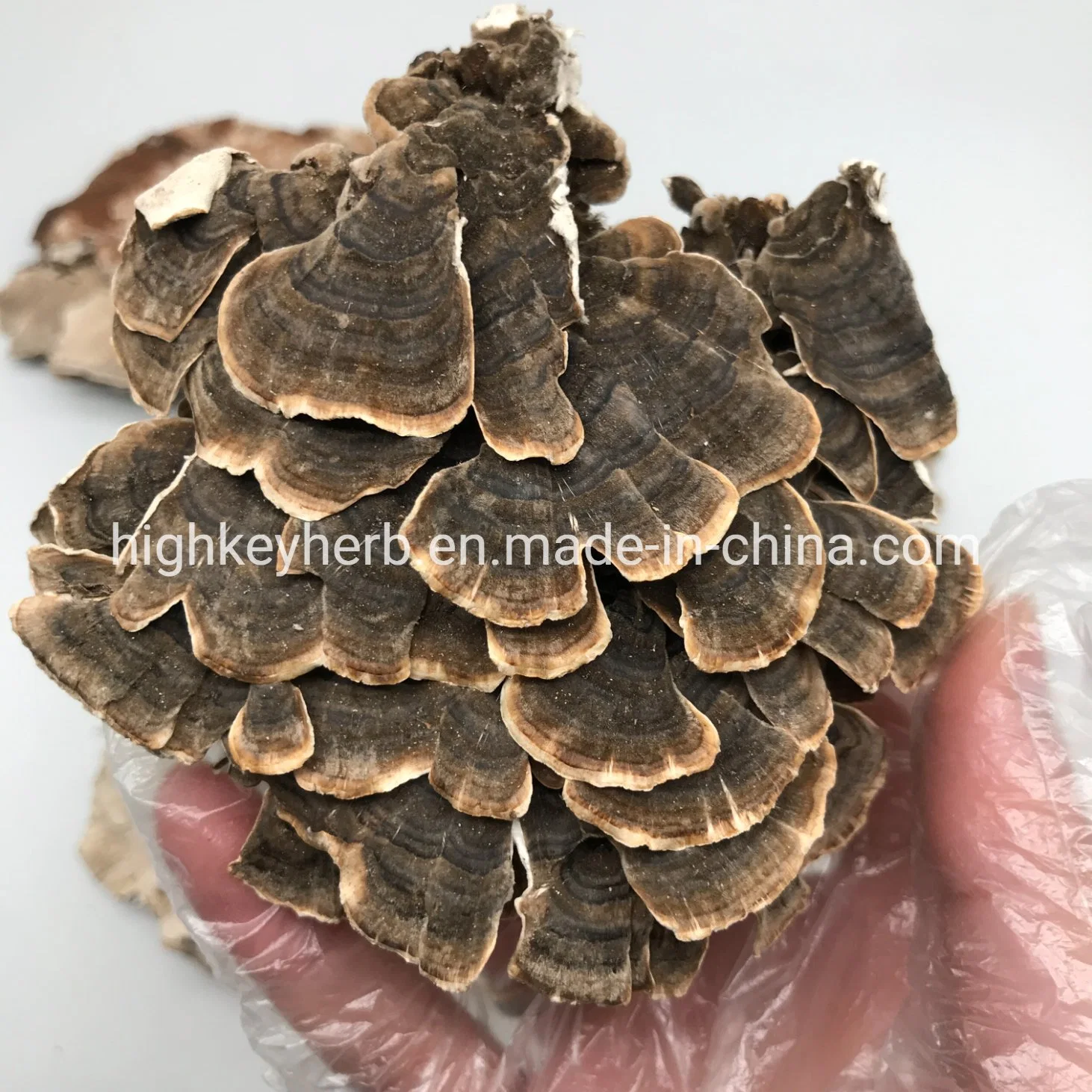 Neu Verkauf Food Grade Ganze Getrocknete Coriolus Versicolor Türkei Tail Pilz Chinesisches Kraut Regenbogen Conk