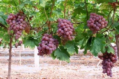 China's Best Fresh Red and Green Grapes