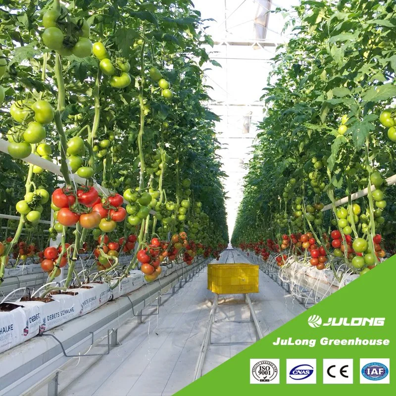 High quality/High cost performance  and Cheap Agriculture Commercial Multi-Span Plastic Film Greenhouse with Hydroponics System for Vegetables