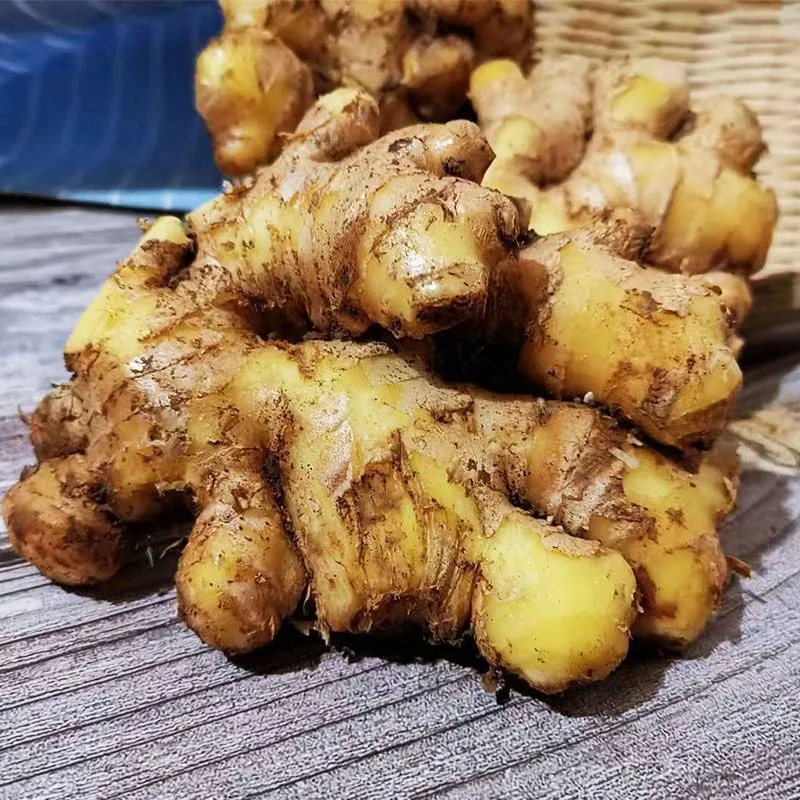 Hot Selling Ginger frais à prix bon marché, exportation de Ginger frais disponible en taux réduit