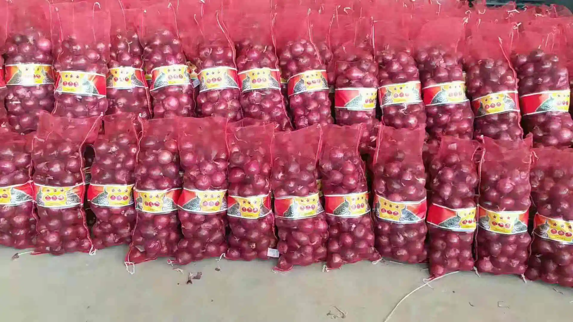 Chinesische Ernte Rote Zwiebel Gelbe Zwiebel Gansu Henan Shandong Herkunft Zwiebel