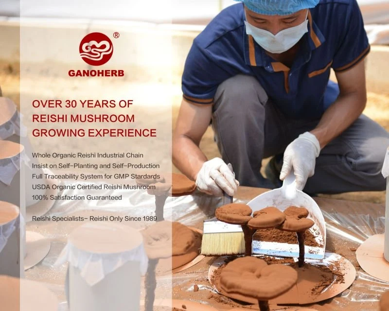 Ganoderma العضوية Ganoderma Lucidum مستلزمات مصنع شرائح الفطر المجفف