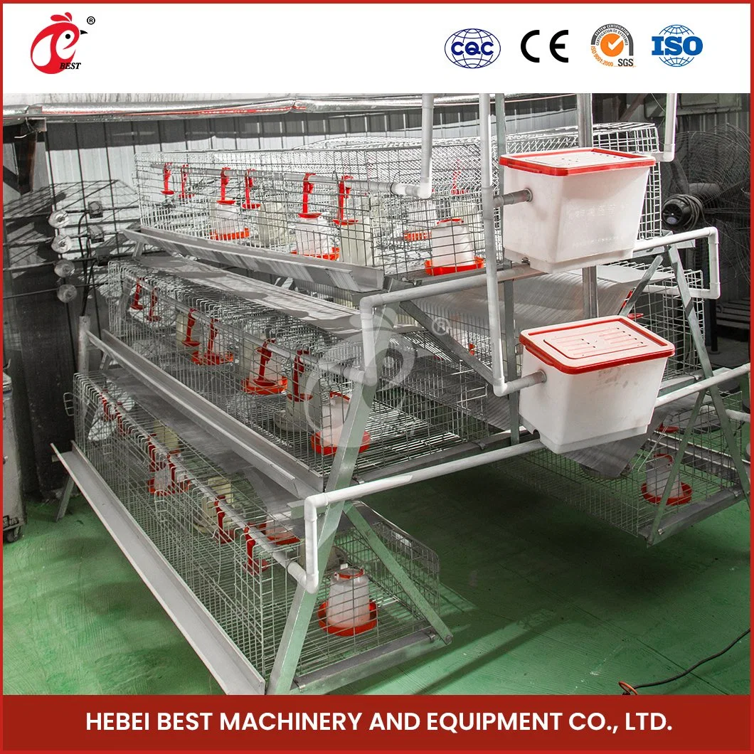 Bestchickencage a Type Automatic Pullet Cage China 3 Layers Chicken Pullet Cage Factory Wholesale/Supplier Quick Clean Disinfect Features Chicken Pullet Coop