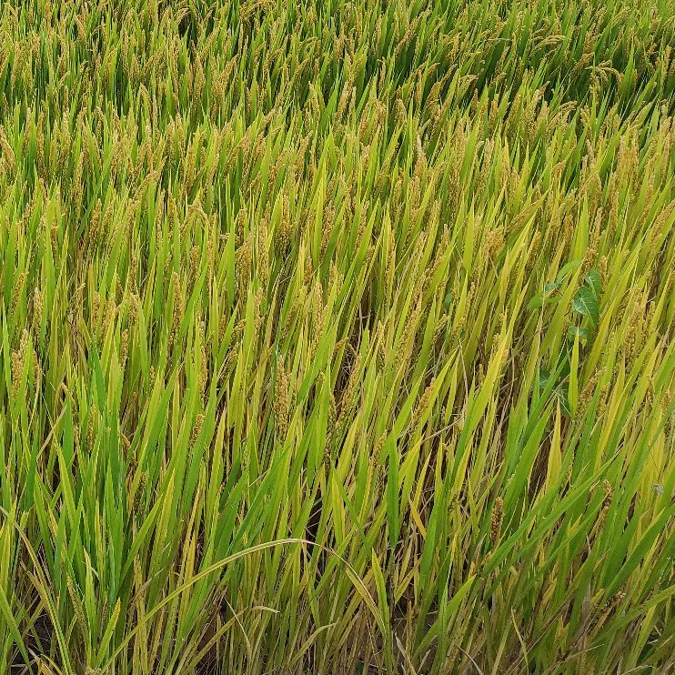 Le riz Bensulfuron herbicide-méthyl (10%WP, 30%WP, 60%WDG, 96%TC)