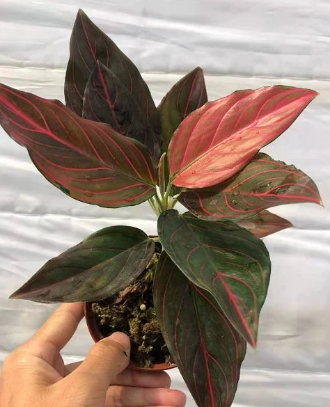 Mayorista/Proveedor de plantas reales Aglaonema vena roja