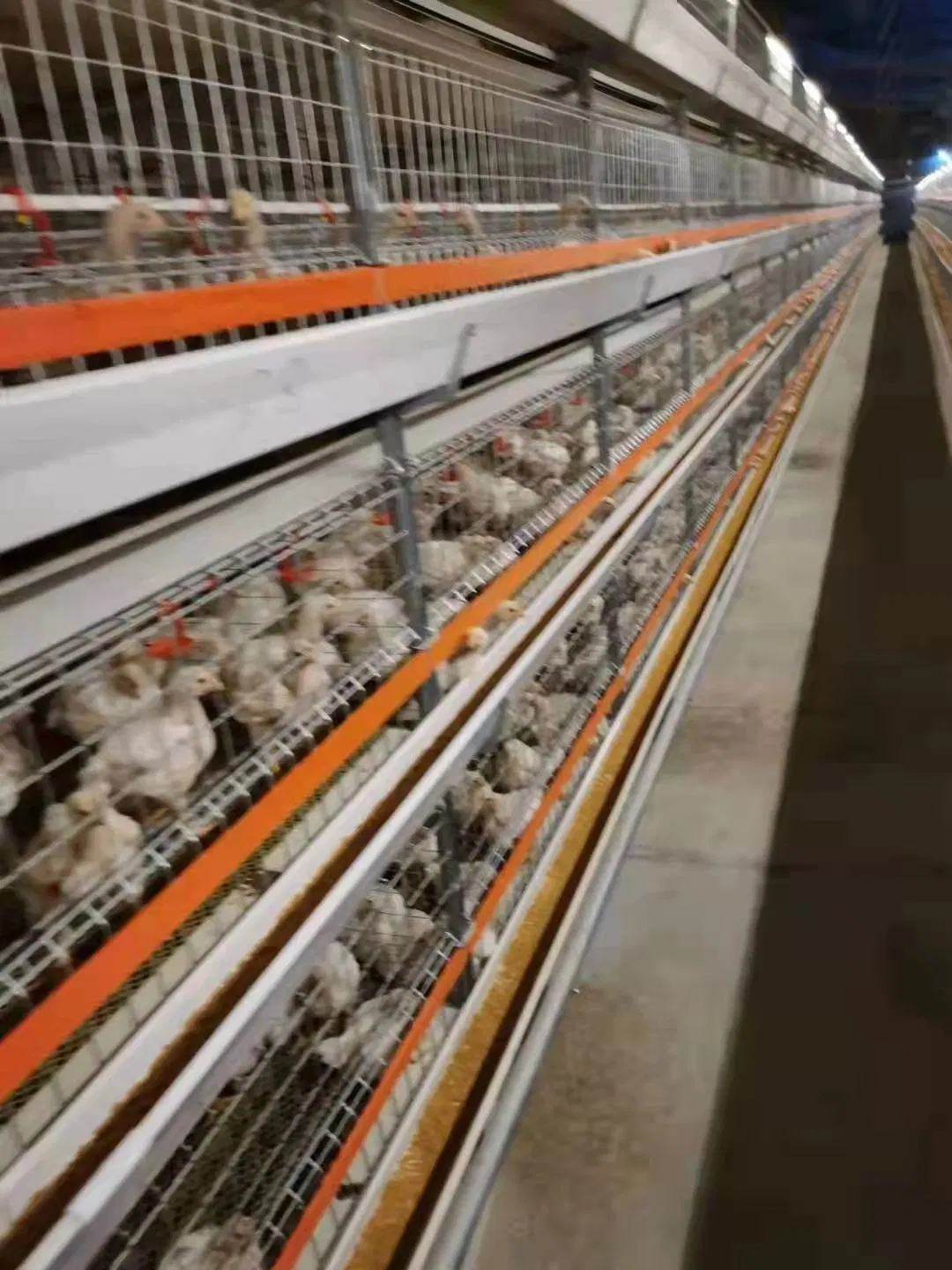 Alimentador automático de frangos de corte Equipamento automático para aves alimentador de frango Sistema de agricultura