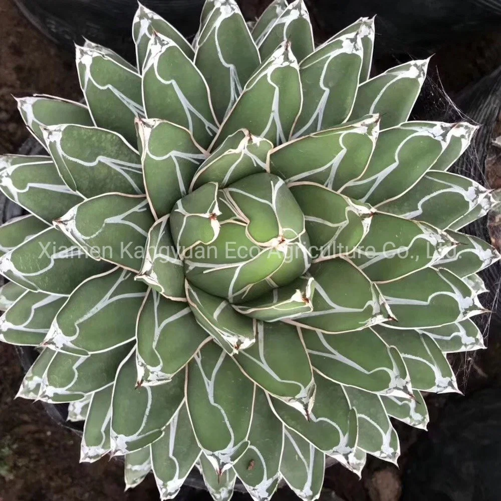 Plantas suculentas raras y naturales Agave