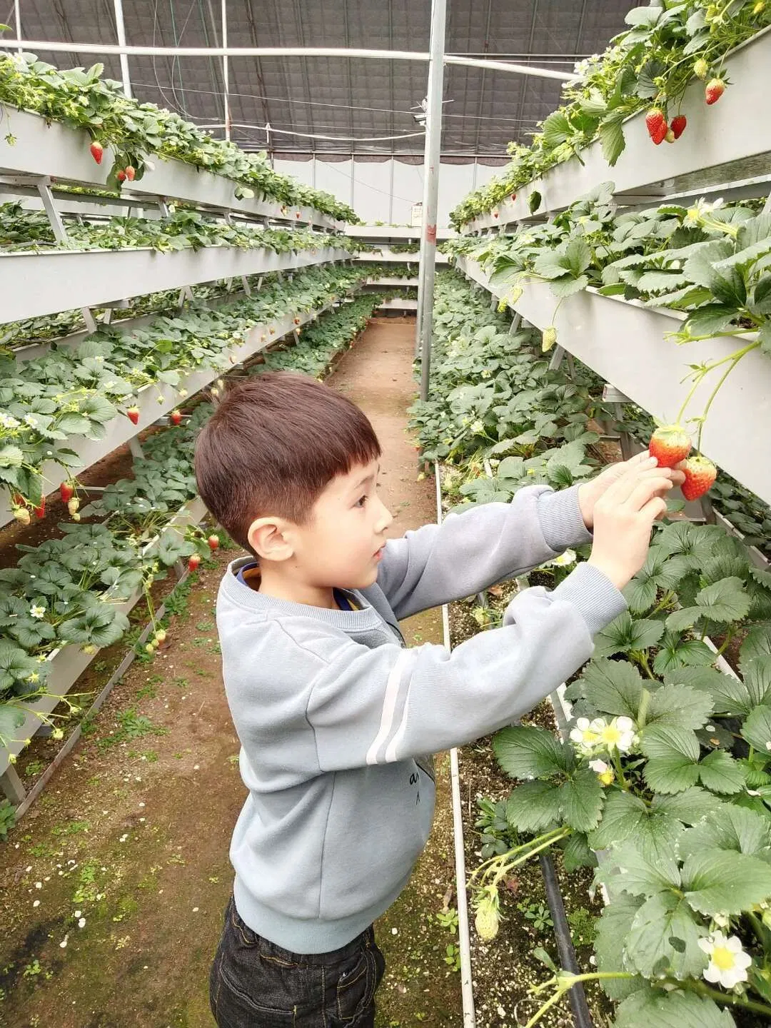 Extensive Hydroponics System Rows of Ripe Red Strawberries Drainage Gutter