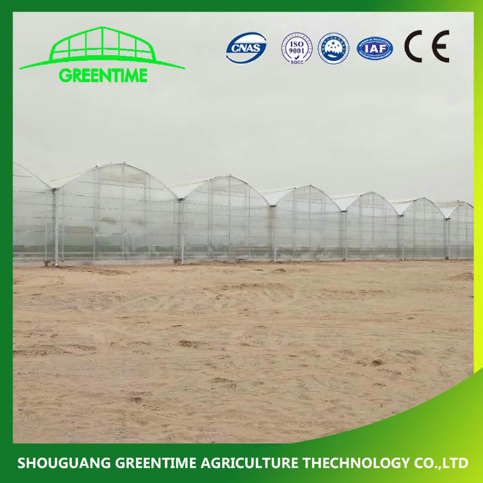 Multi-Span Film/Poly Carbonate/PC Sheet/Tunnel/Agricultural Greenhouse for Planting Tomato