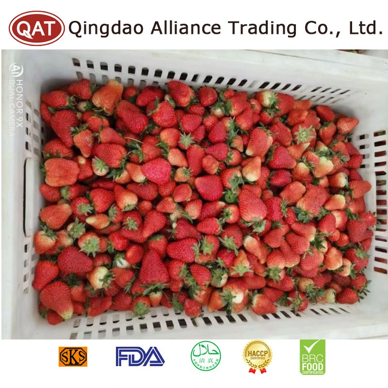 New Harvest Top Quality Frozen Whole Strawberry with Kosher, HACCP, Brc Certificate