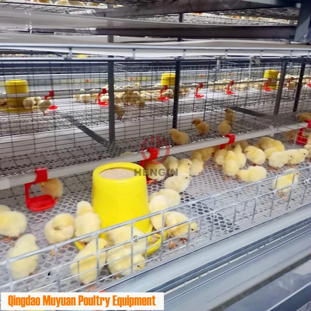 Completed Galvanized H Frame Battery Chicken Poultry Farm/Farming Livestock Machinery /Equipment for Meat Broiler Cage with Manual Birds-Harvest