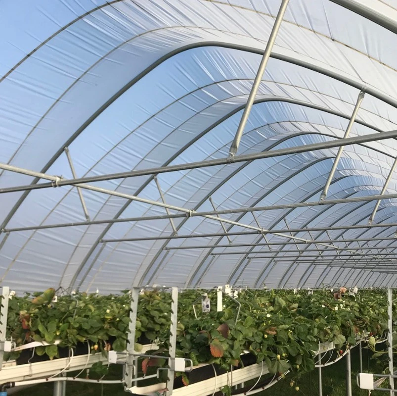 Túnel de comercial de la agricultura de invernadero vegetal de la película de plástico