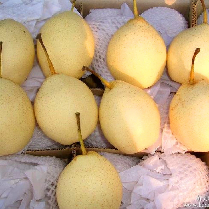 Sweet année chinoise de la poire de bonne qualité et plus de jus