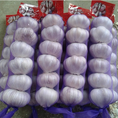 Fresh Garlic High quality/High cost performance  Purple Red Garlic 2022