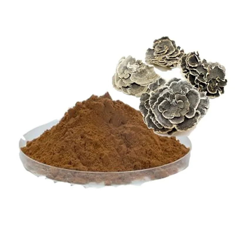 Coriolus Versicolor Extract 40% Polysaccharide for Functional Extract