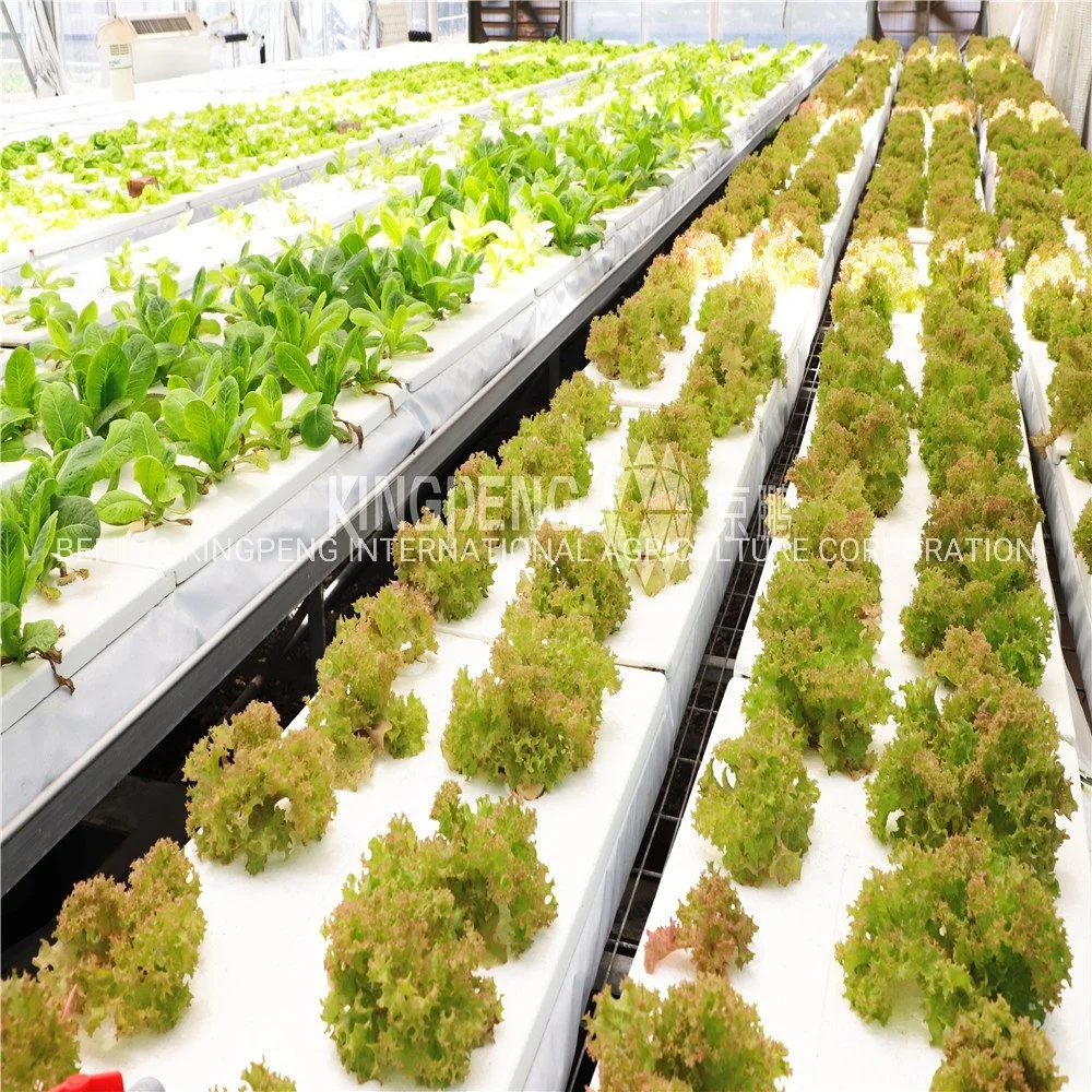 Agricultural Machinery Hydroponic Greenhouse