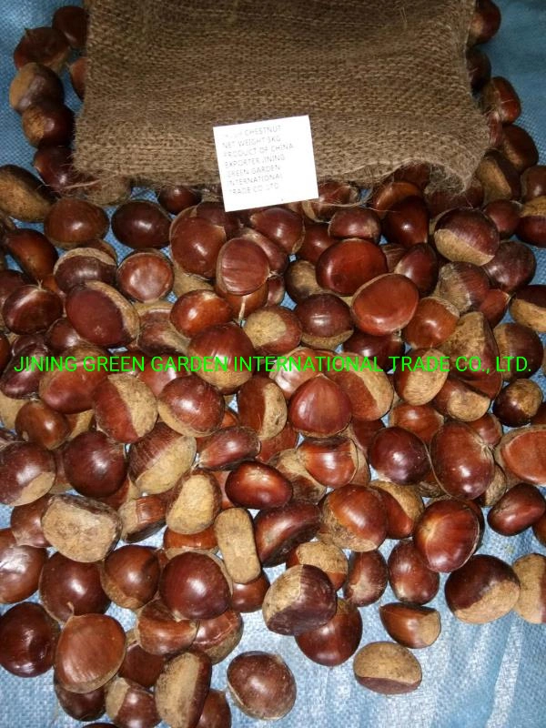 الصينية New Crop Fresh Taian أو Dandong Chestnut Factory Best جودة عالية