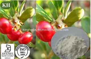 100% Natural Bearberry Leaf Extract Beta-Arbutin