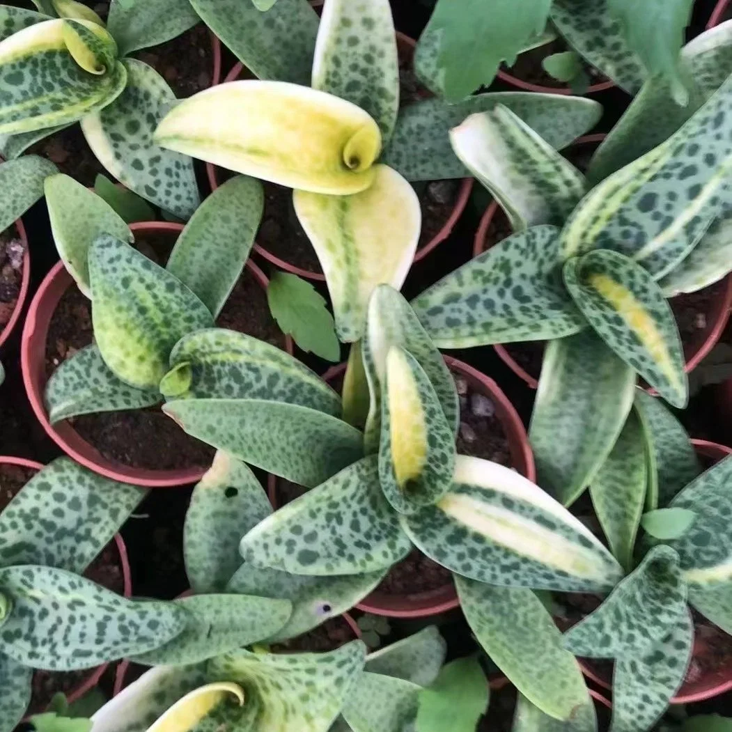 Amarillo Variegata Drimiopsis Bonsai decorativos