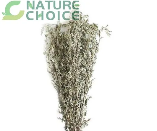 Folium Artemisiae Argyi Leaf Dried Mugwort