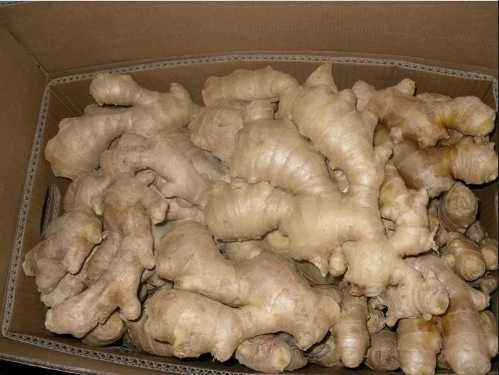 Top Quality China Dry Fresh Ginger Full Air Dry