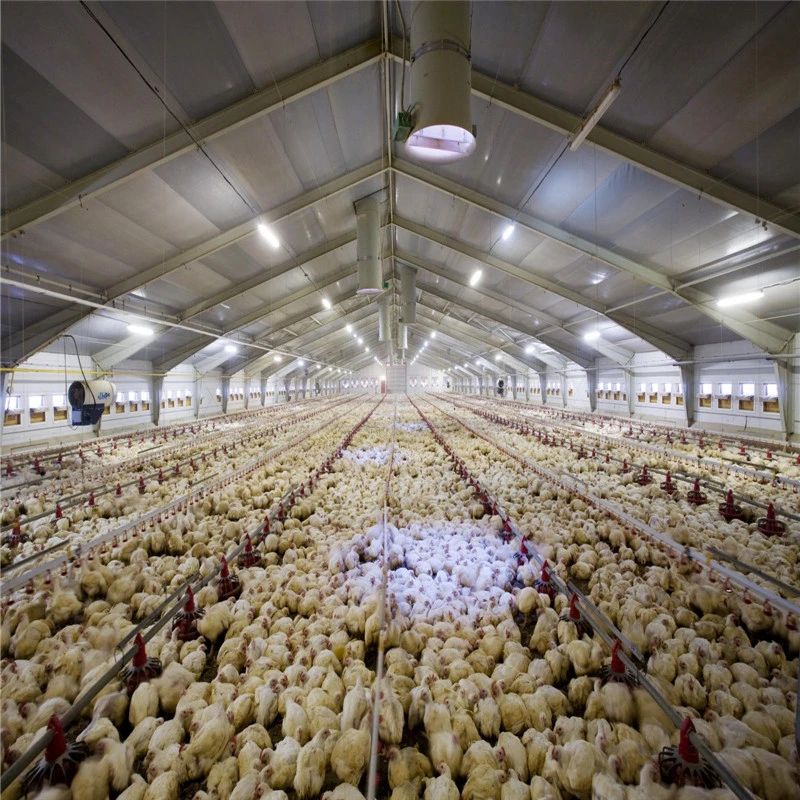 Prefabricated Steel Construction Structure Poultry Chicken Poultry Breeding Houses