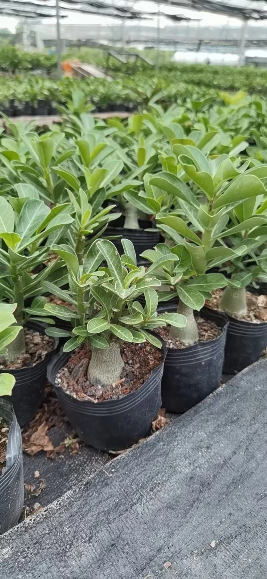 Buen precio las plantas de Adenium Obesum Desert Rose planta natural