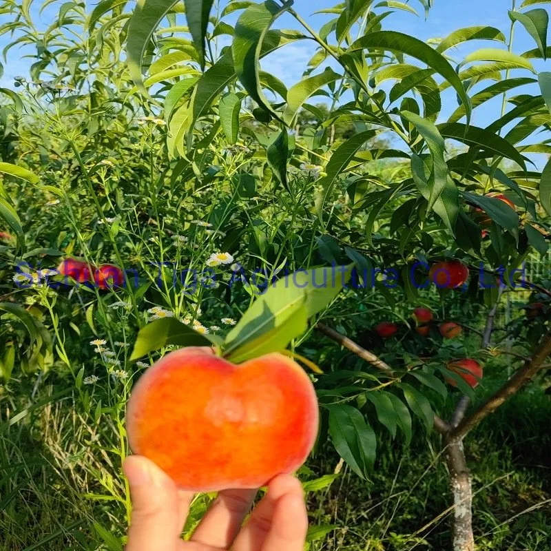 Whole Sale Large Shape Sweet Fresh Premium Quality No Heavy Metal Peach