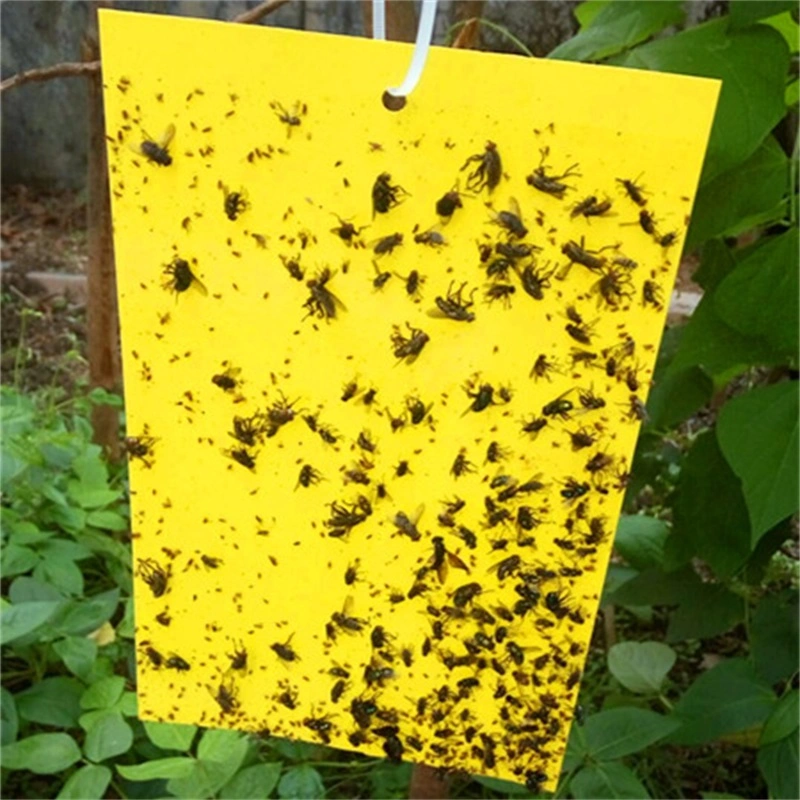 Sticky Traps for White Flies Aphids Leaf Miner