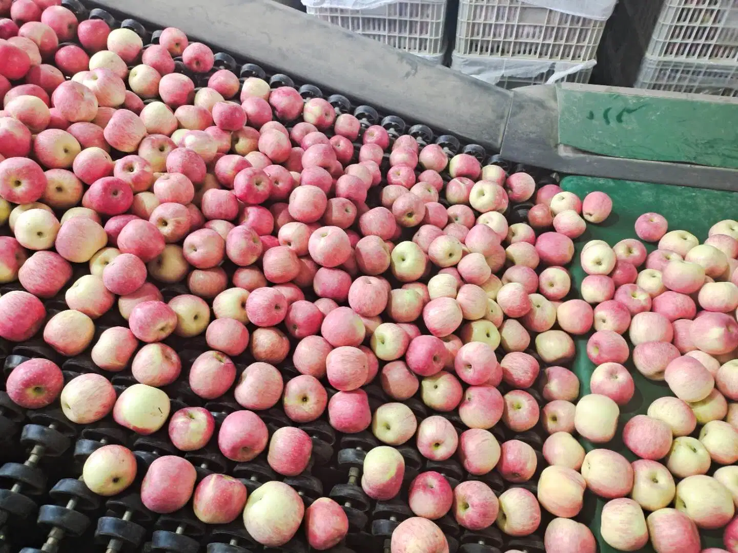 2020 Crop Delicious Fresh Red FUJI Apple