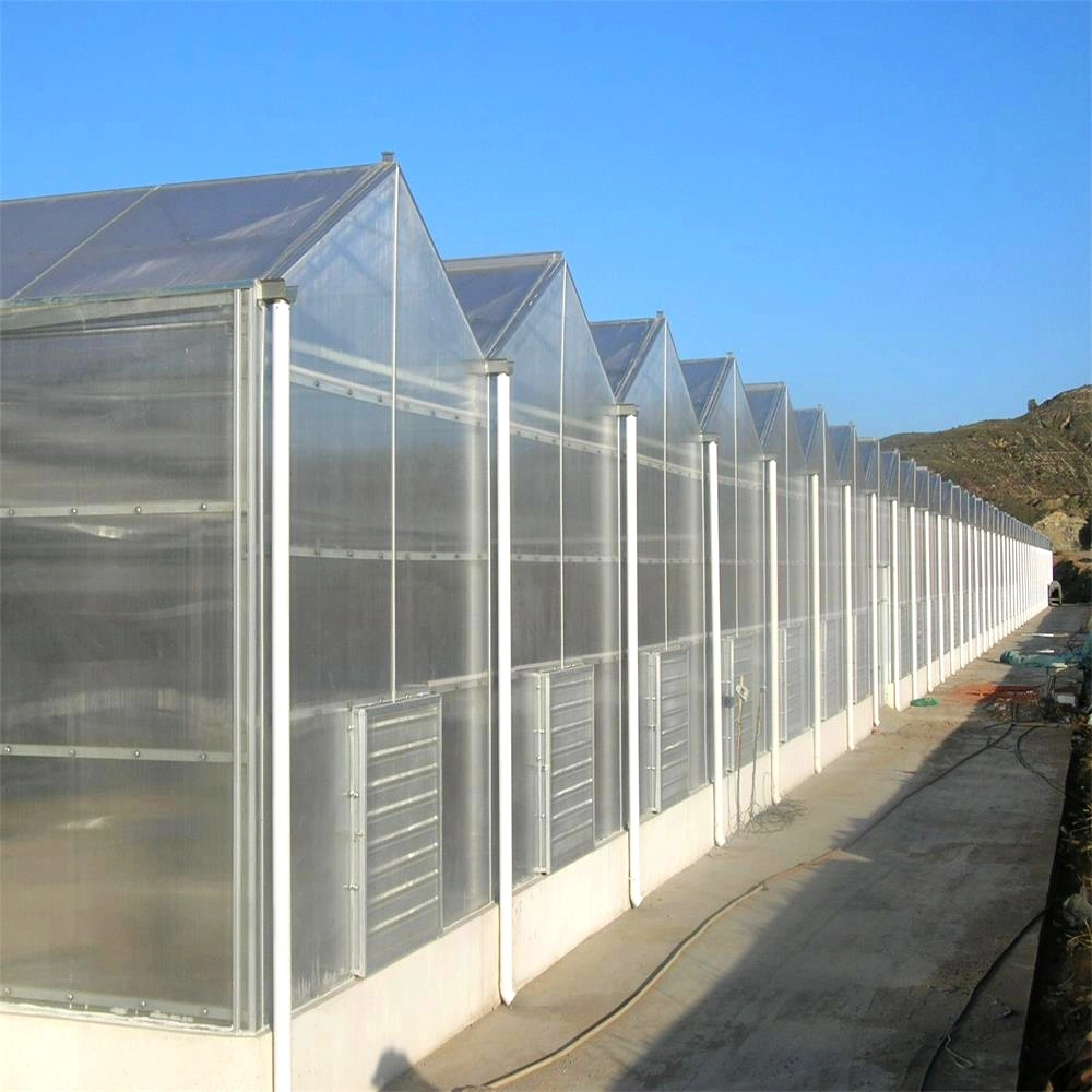 Muti-span Venlo PC Sheet Greenhouses Hot-مغموسة مغلفنة الصلب الهيكل الزراعة ورقة بولي كربونات البيت الأخضر مع أنظمة الهيدروبونكس للوتوماتو / الفاكهة