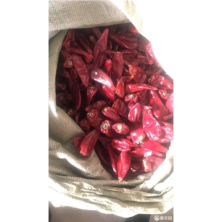 Dried Paprika Distributor Sterilized Hot Red Chillii Pepper