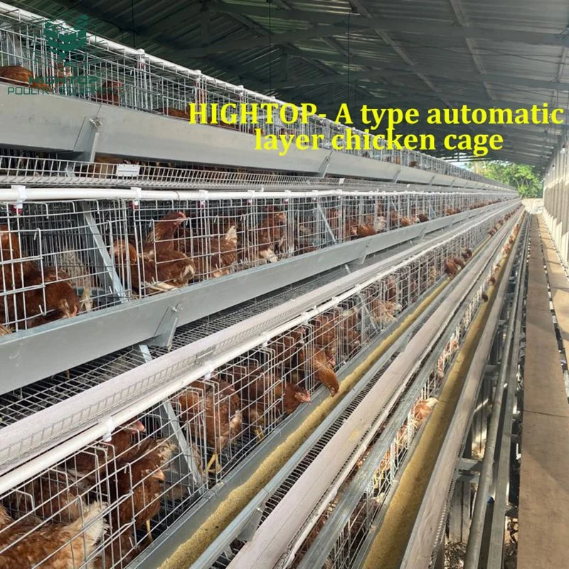 USA Poultry Farming Automatic Battery A Frame Chicken Cage Egg Layer Poultry Equipment