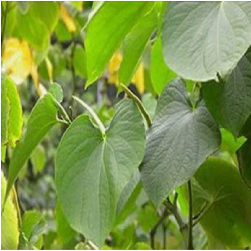 Kavalactones 30% 70% Kawa Extract Kava Root P. E. Kava Root Extract Kava Extract