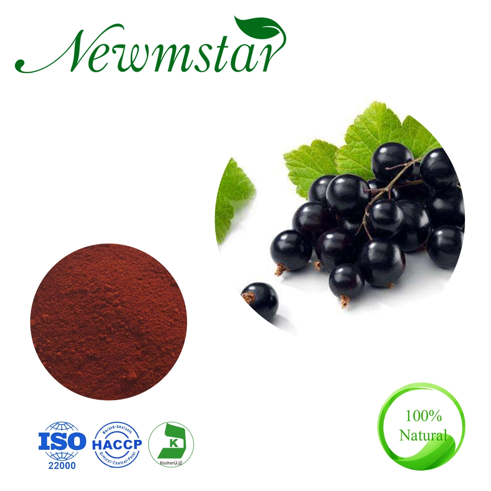 Herbal Extract Blackcurrant Extract Black Currant Extract/Ribes Nigrum Extract