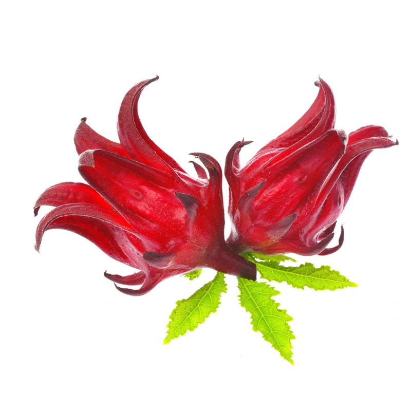 Wholesale/Supplier Hibiscus Sabdariffa Extract Roselle Flower Extract Powder