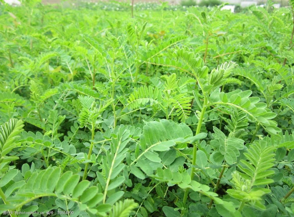 Anti-Aging Astragalus Extract 98% Cycloastragenol