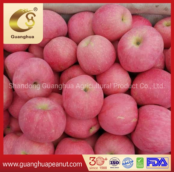 Wholesale/Supplier alta concentración de azúcar crujiente de manzana Fuji rojo de Shandong