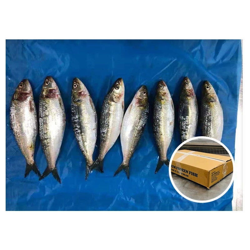 Oman Origin Sardine Fish Frozen Whole Round Sardine with Good Quality