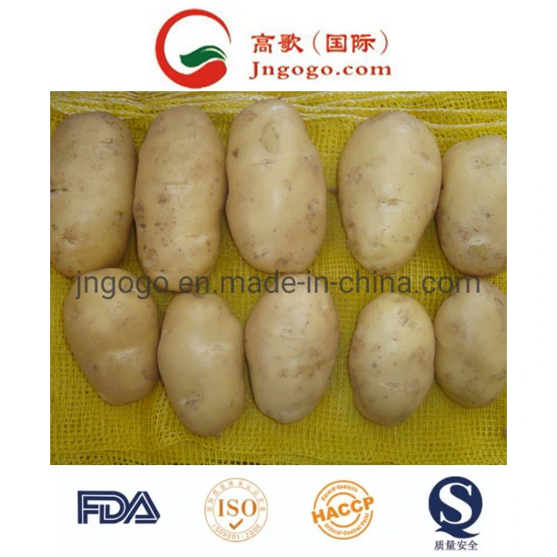 New Fresh Golden Potato Supplier