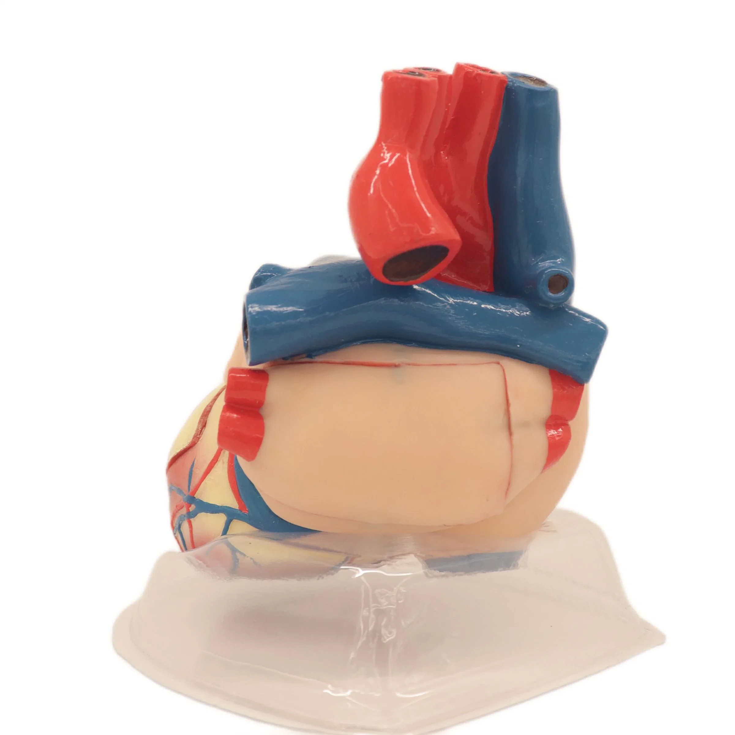 Strong Support PVC Humam Anatomical Model Expansion Model of Heart
