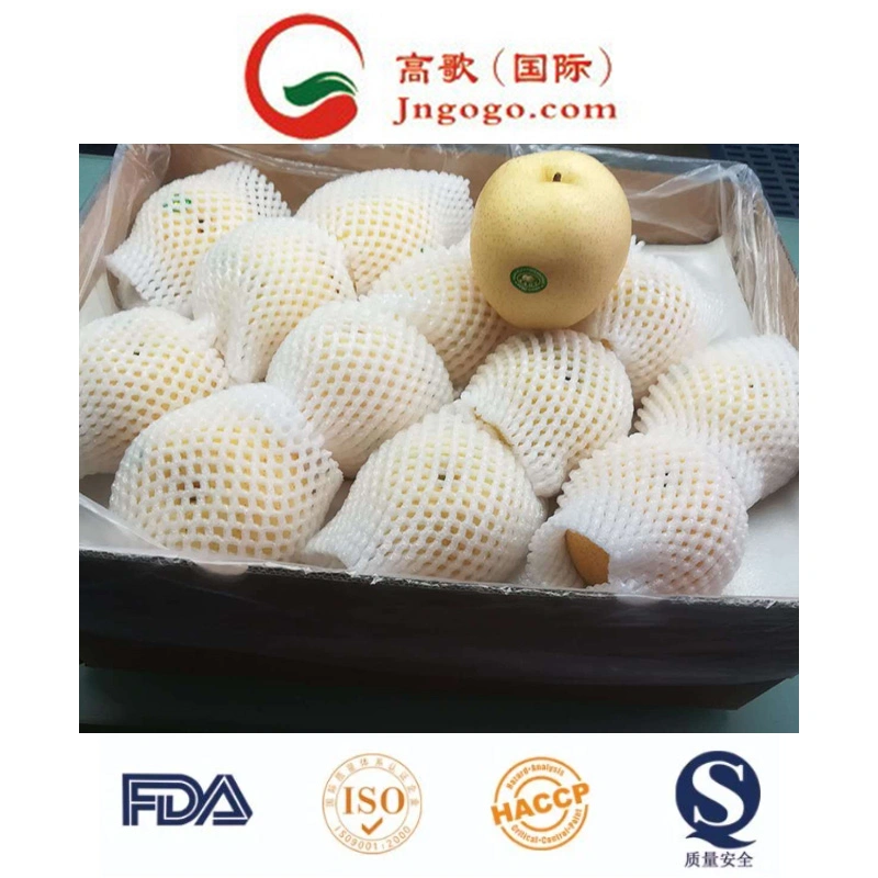 New Crop High quality/High cost performance Fresh Ya Pear Fresh Pear Asian Pear (28/32/36/40/44)