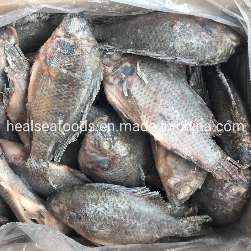 Tamaño de la escala eviscerado 300-500g negro IQF congelado tilapia en China