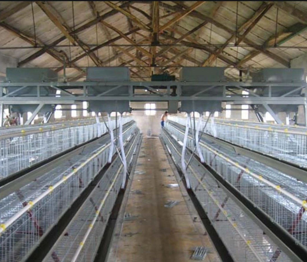 Husbanfry Animal Poultry Farm Chicken Equipment/Tiermaschinen/Equipment/Hot Verzinkter Automatischer Hühner Geflügelkäfig/Batterieschichtkäfige für Farm