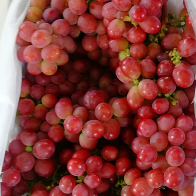 Fresh New Crop Red Grape