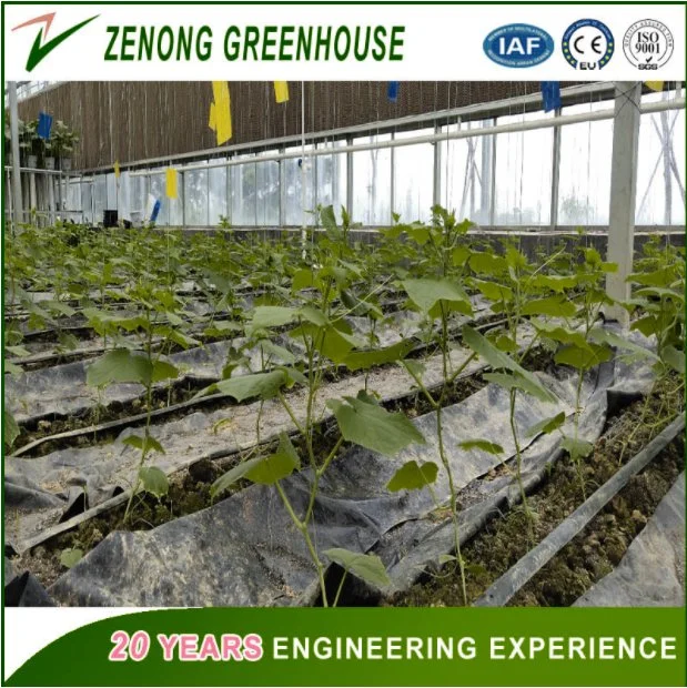 Farming/Fishing/Poultry Used Greenhouse PC Sheet Greenhouse for Vegetables/Garden/Tomato