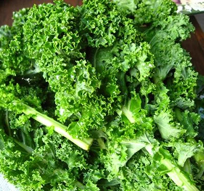 High quality/High cost performance  Organic Vegetable Kale Leaf Powder